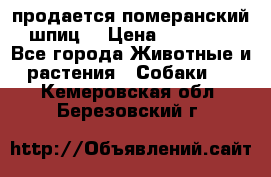 продается померанский шпиц  › Цена ­ 35 000 - Все города Животные и растения » Собаки   . Кемеровская обл.,Березовский г.